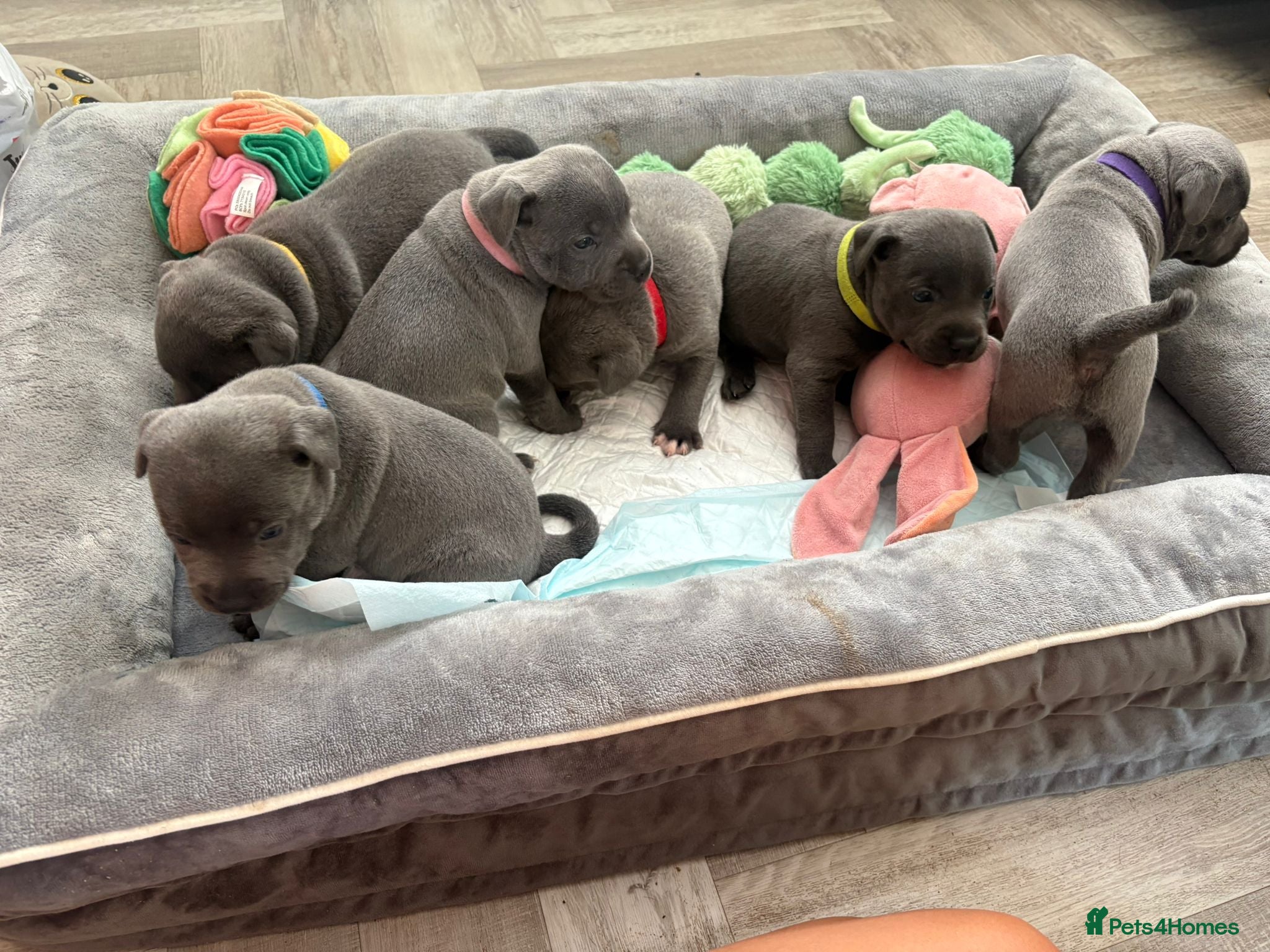 Staffordshire Bull Terrier dogs Blue Staffordshire Bull Terrier for Stud - Advert 2