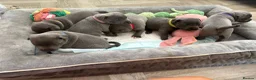 Staffordshire Bull Terrier dogs for stud: Blue Staffordshire Bull Terrier for Stud - Advert 2