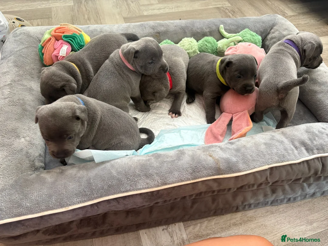 Staffordshire Bull Terrier dogs for stud: Blue Staffordshire Bull Terrier for Stud - Advert 2