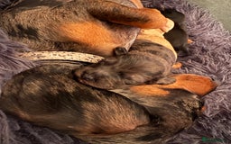 Mixed Breed dogs for sale: Doxiepoos for sale 3 x male 1 x bitch - Image 8