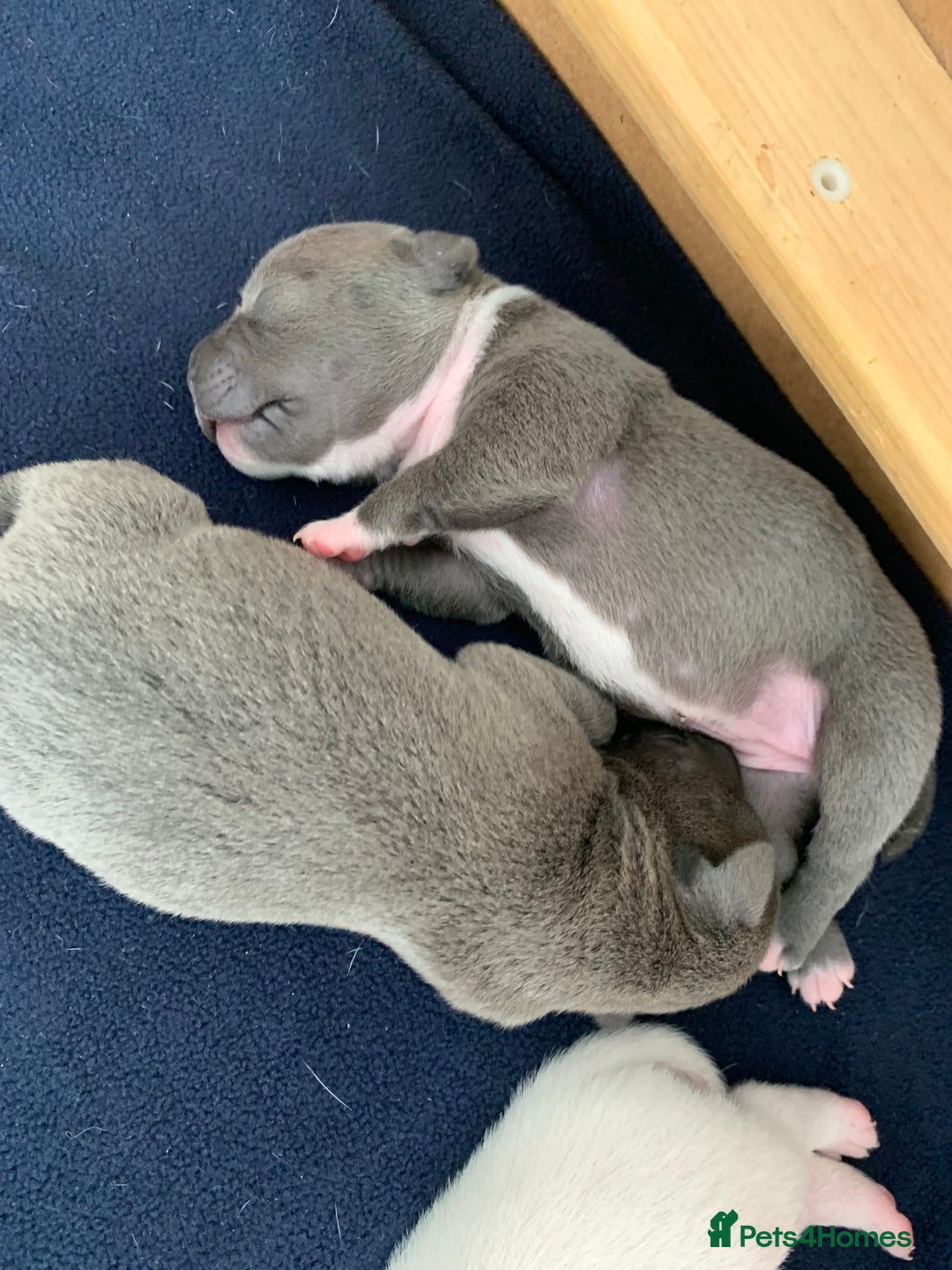 Staffordshire Bull Terrier dogs for stud: Amazing Staffordshire Bull Terrier for Stud   - Advert 14