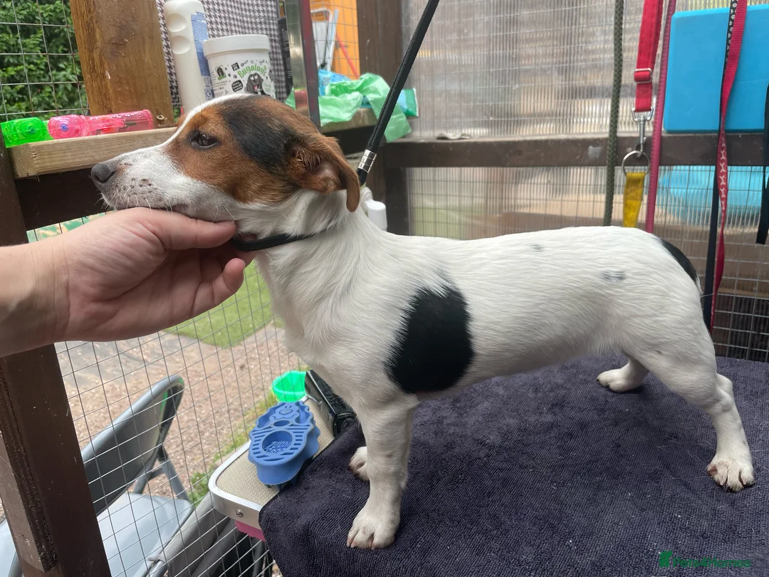 Jack Russell dogs for sale: Jack Russell short legged Female  - Advert 5