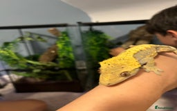 Gecko reptiles for sale: Geckos for sale with tank - Image 7