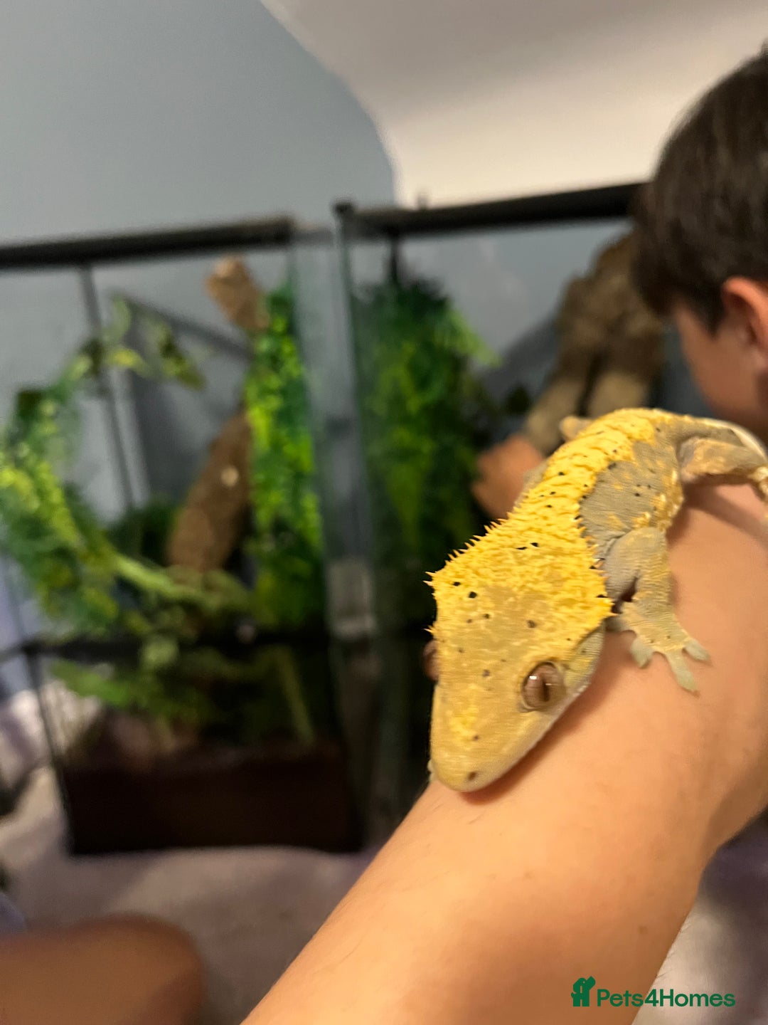 Gecko reptiles for sale: Geckos for sale with tank - Image 7