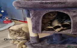 Scottish Fold cats for sale: Selling Adorable Scottish Fold & Straight Kittens - Image 22