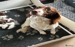 English Springer Spaniel dogs for sale: Gorgeous English Springer Spaniel Puppies - Advert 1