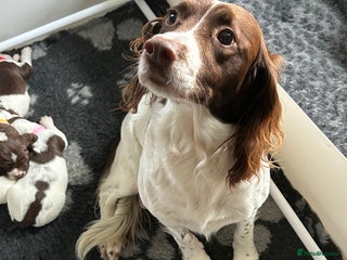 English Springer Spaniel dogs Gorgeous English Springer Spaniel Puppies - Advert 14