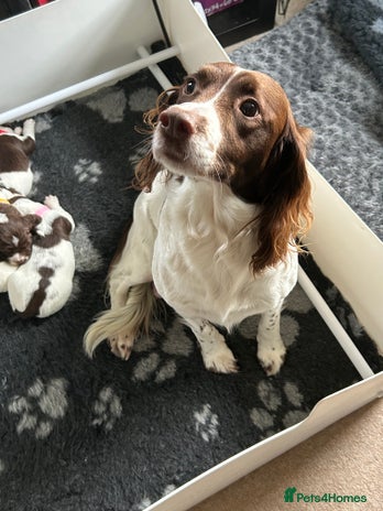 English Springer Spaniel dogs Gorgeous English Springer Spaniel Puppies - Advert 1