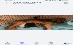 Cocker Spaniel dogs for sale: Beautiful show type cocker spaniels  - Image 10