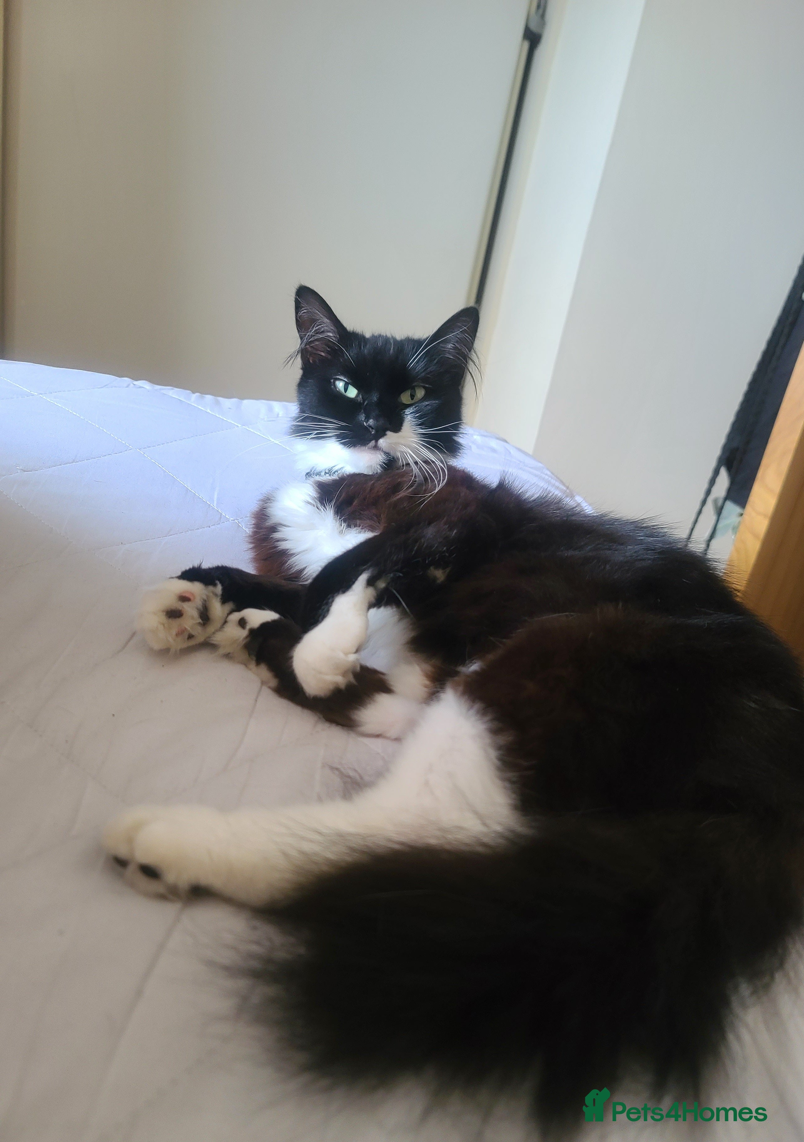 Maine Coon cats Female half maine coon 5 months old  - Advert 18