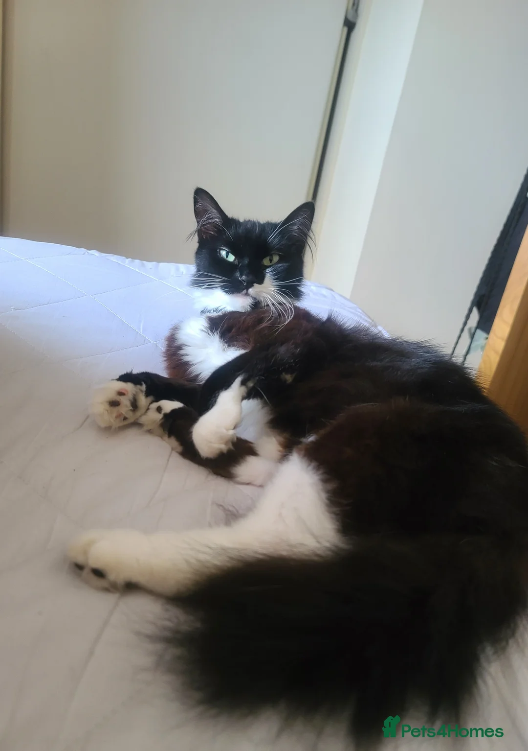 Maine Coon cats for sale: Female half maine coon 5 months old  - Advert 1