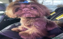 Shihpoo dogs for sale: Beautiful Chocolate & Tan Girl Ready Next Week  - Image 12