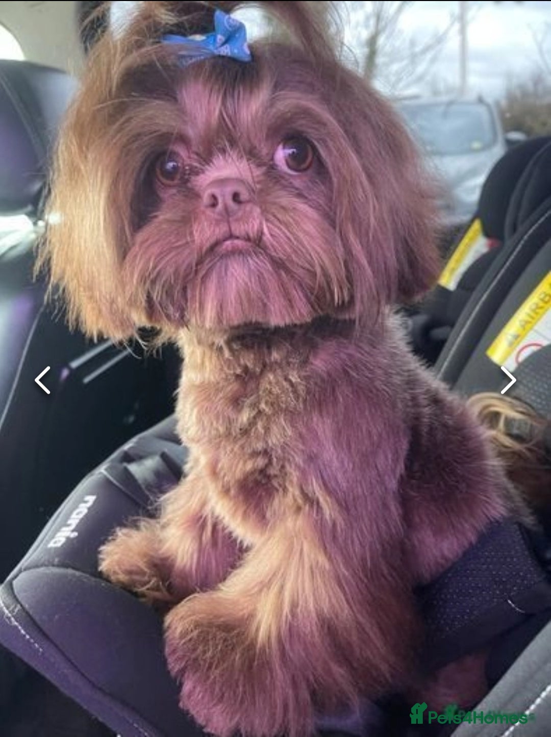 Shihpoo dogs for sale: Beautiful Chocolate & Tan Girl Ready Next Week  - Image 12