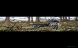 German Wirehaired Pointer dogs for stud: GERMAN IMPORT, FANTASTIC LINES, PROVEN STUD  - Image 3