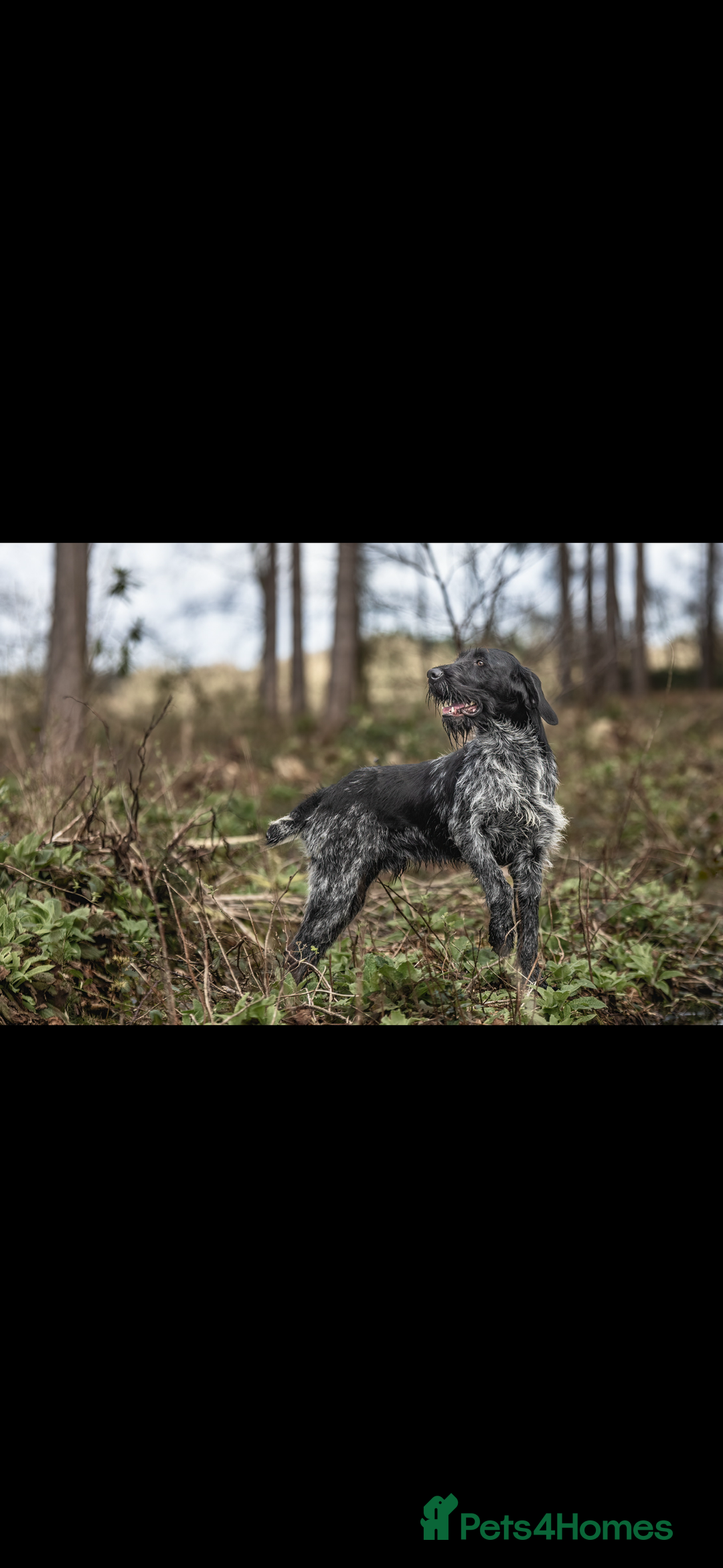 German Wirehaired Pointer dogs for stud: GERMAN IMPORT, FANTASTIC LINES, PROVEN STUD  - Image 3