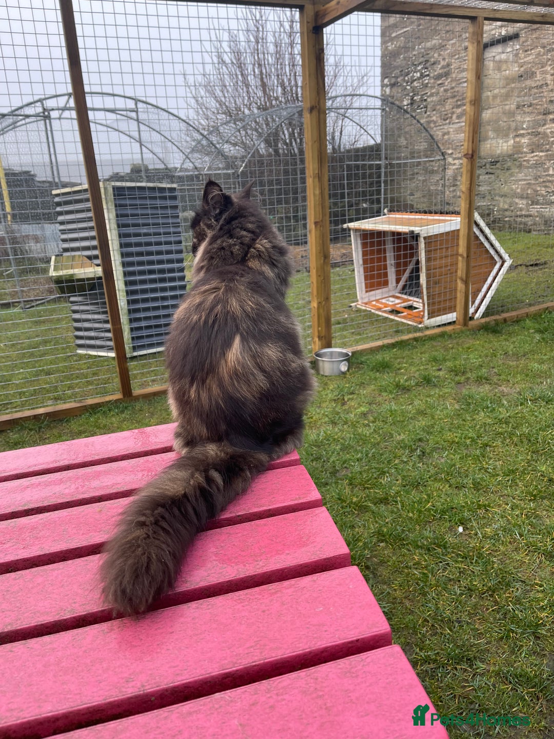 Maine Coon cats for sale: Top pedigree MaineCoon sisters  - Advert 9