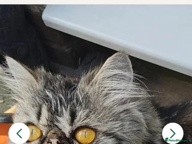 Persian cats for sale: Pure Persian prince and princess - Advert 1
