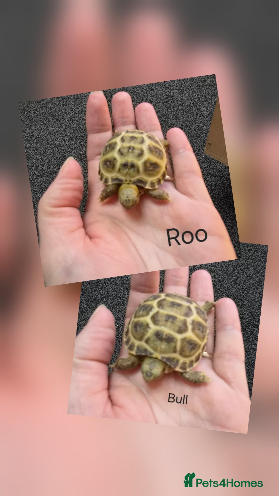 Tortoise reptiles Horsefield Baby Tortoises - Advert 2