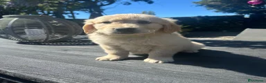Golden Retriever Puppy 1