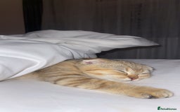 Scottish Fold cats for sale: Male Scottish Fold - Image 3