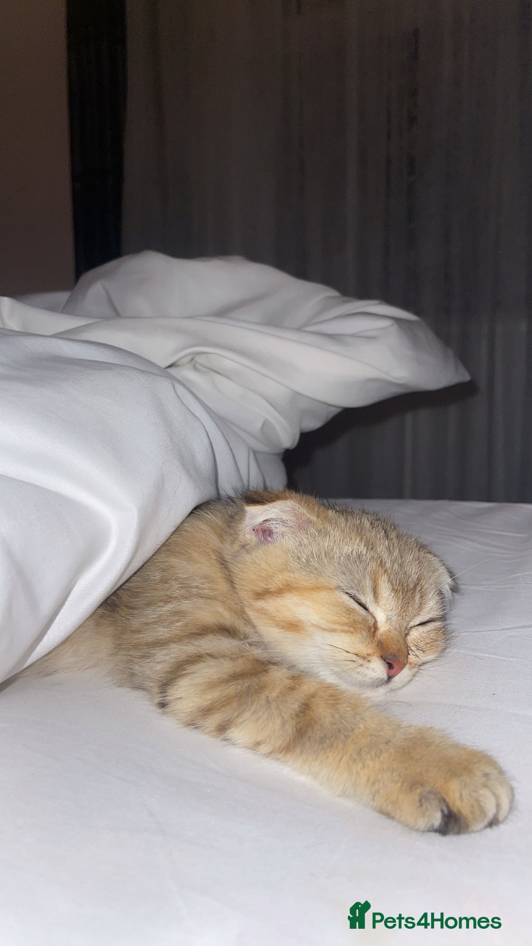 Scottish Fold cats for sale: Male Scottish Fold - Image 3