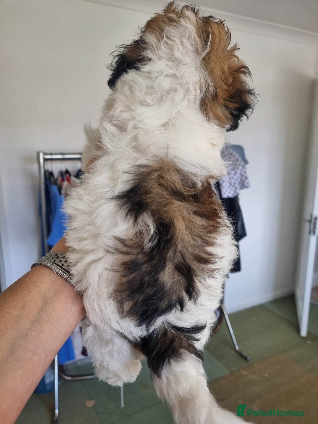 Maltipoo dogs for sale: Maltipoo's rare sable parti colours x4 - Image 15
