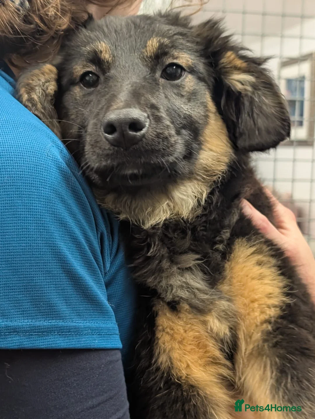 Mixed Breed dogs for adoption: Butch - In Ayr Looking for a home  - Advert 3