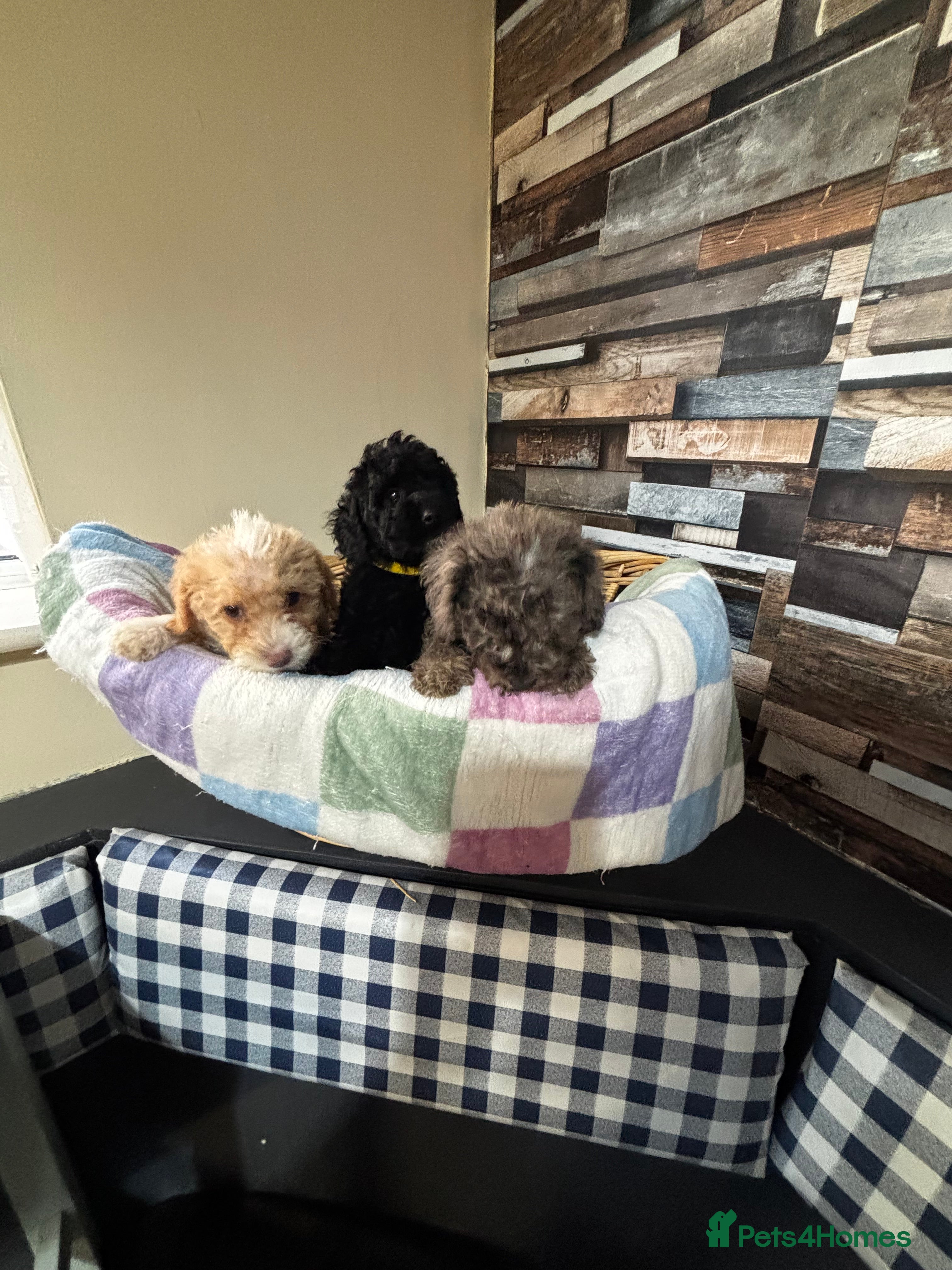 Toy Poodle dogs Beautiful Toy Poodle Pups  - Advert 5