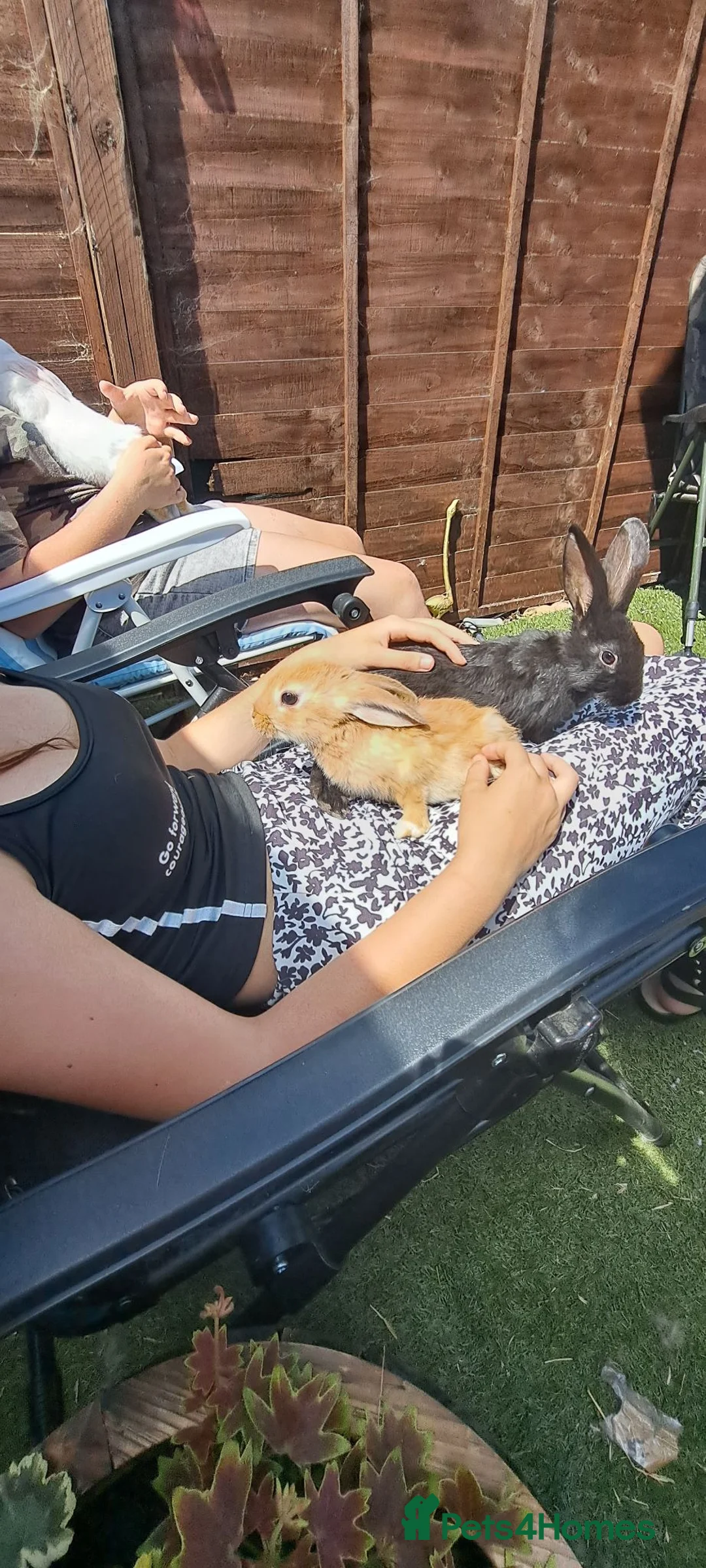 Mixed Breed rabbits for sale: Baby bunnies  - Advert 2