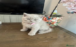 British Shorthair cats for sale: Lilac British Shorthair Kittens - 2 boys 3 girls - Image 4