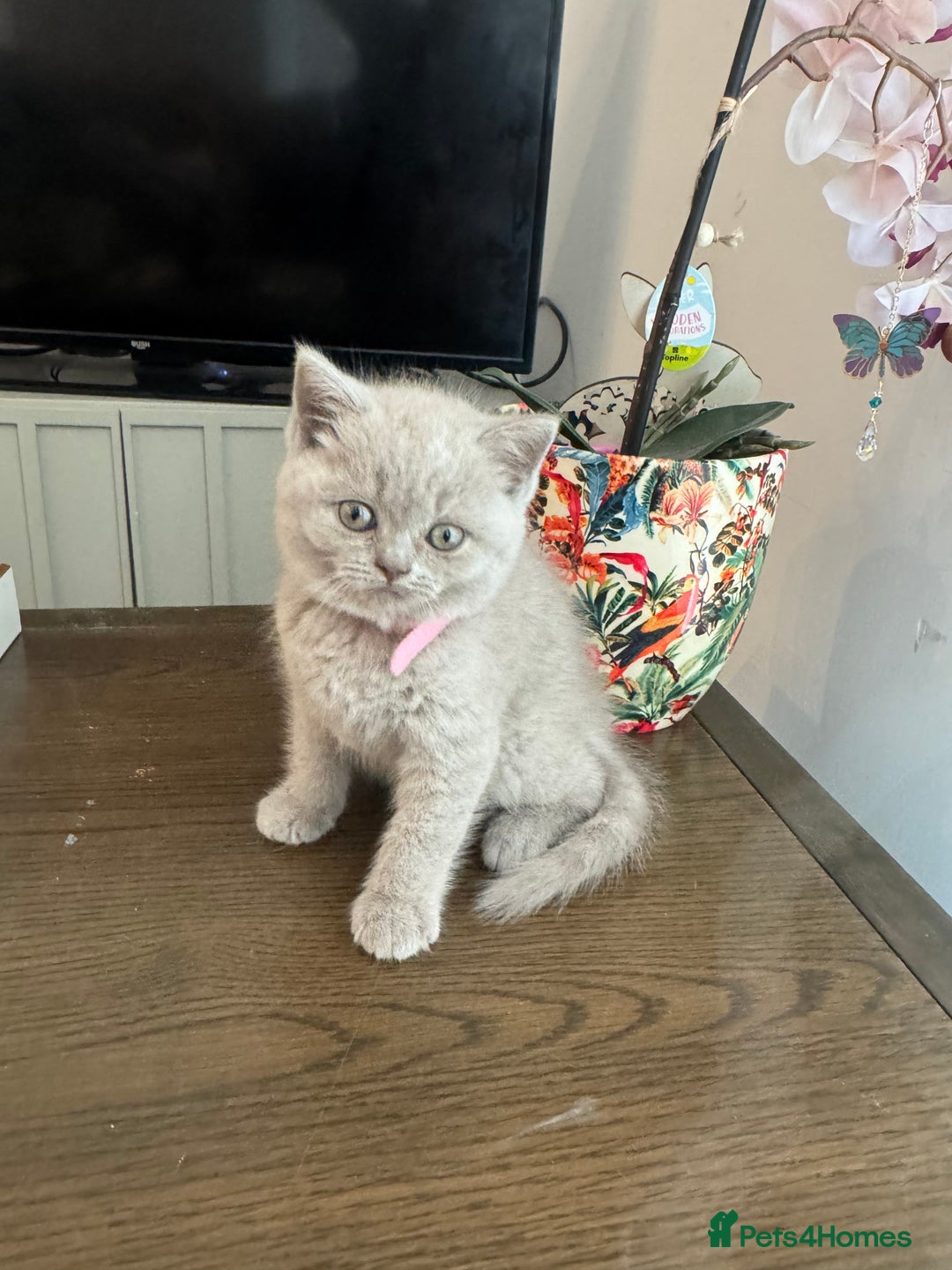 British Shorthair cats for sale: Lilac British Shorthair Kittens - 2 boys 3 girls - Image 4