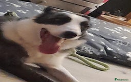 Border Collie dogs for sale: Border collie blue murle for sale - Image 10