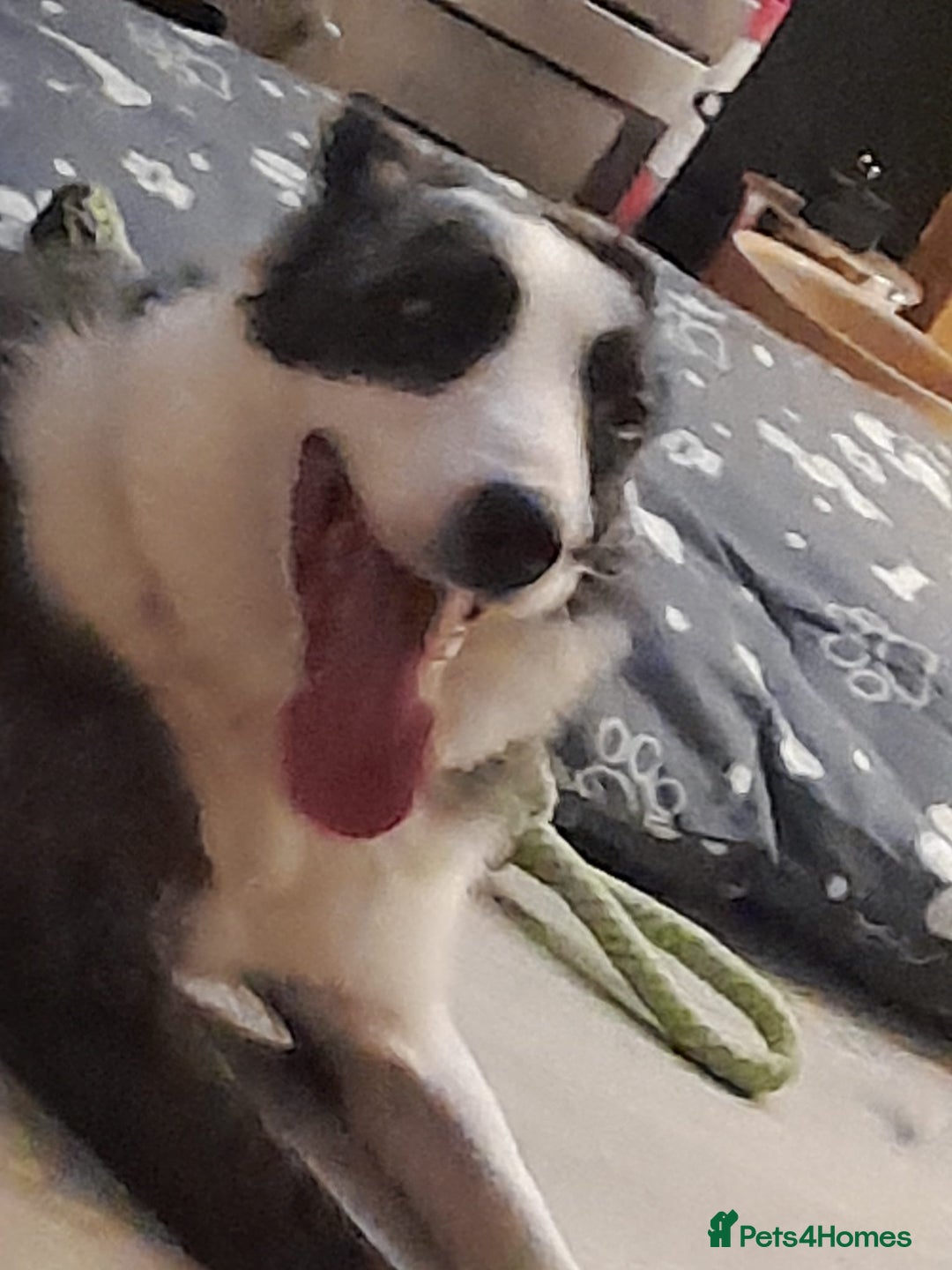 Border Collie dogs for sale: Border collie blue murle for sale - Image 10