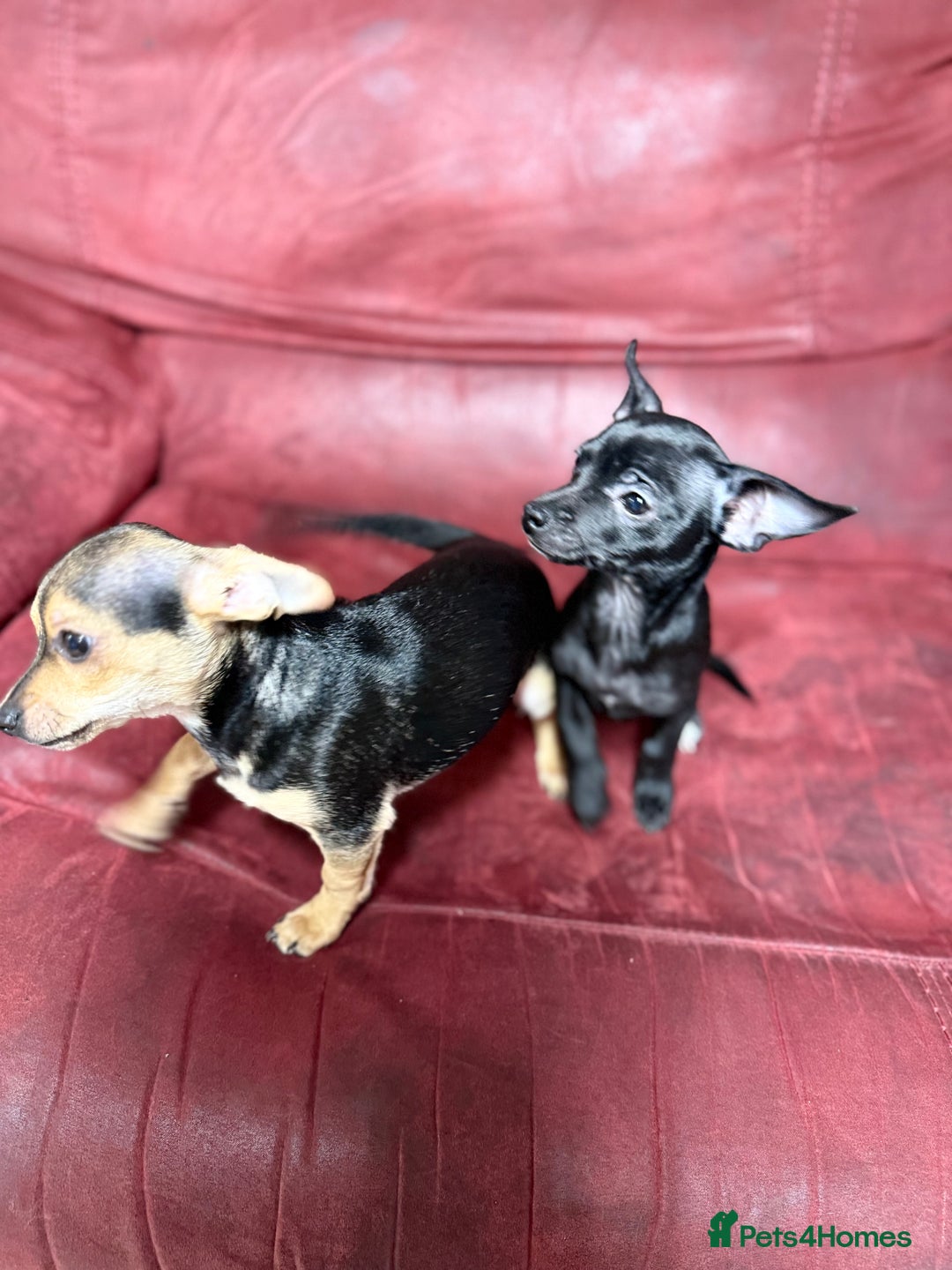 Chihuahua dogs for sale: 🐾 Beautiful Chihuahua Puppies - Advert 20