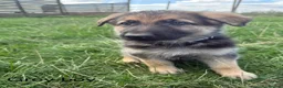 German Shepherd dogs for sale: German Shepherd Puppies For sale - Advert 3