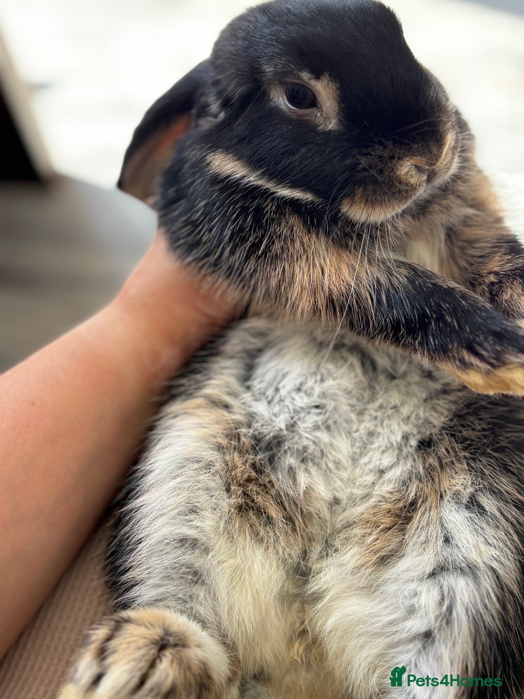 Mini Lop rabbits for sale: Gorgeous Mini Lops  - Image 10