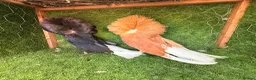 Pigeons birds for sale: Beautiful Quality Pigeons Healthy & Well Cared For - Advert 18