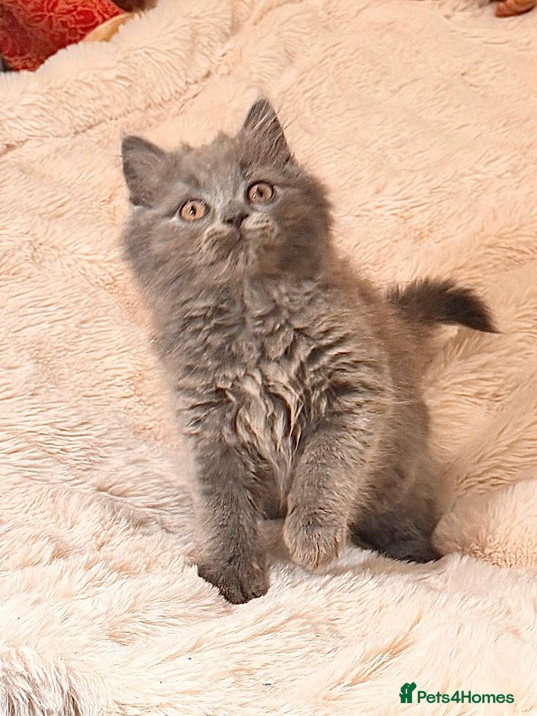 British Longhair cats for sale: !!Champion Bloodline!! British longhair GCCF stoke - Advert 9