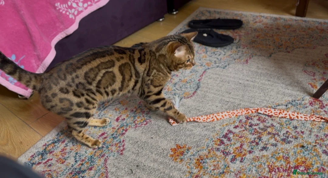 Bengal cats for stud: Stunning TICA Registered Bengal Stud Available - Advert 2