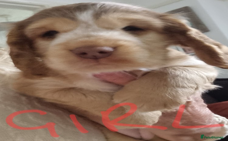 Cockapoo dogs - Advert 13