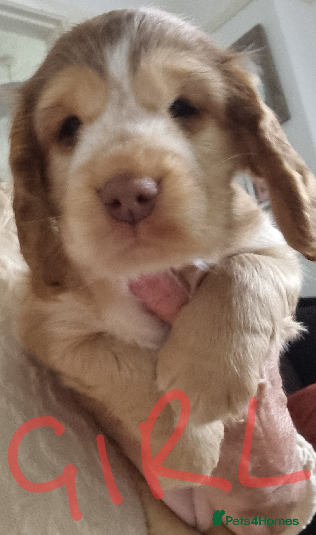 Cockapoo dogs for sale: Beautiful Cockapoos  - Image 1