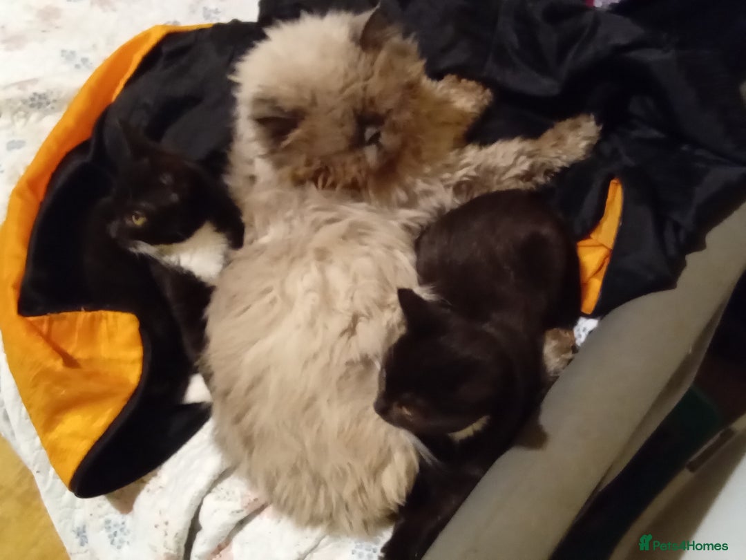 Mixed Breed cats for sale: Persian mix kittens and  father - Advert 5