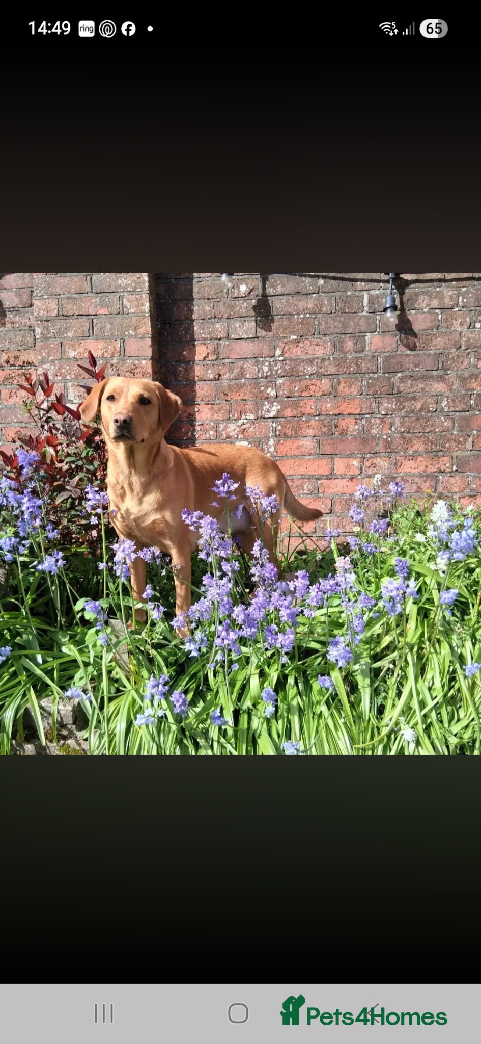 Labrador Retriever dogs Outstanding Labrador Puppies - Confident & Healthy - Advert 2