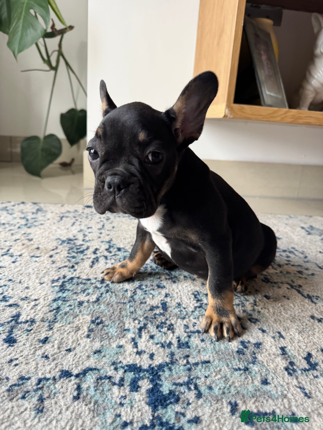 French Bulldog dogs for sale:  REDUCED, 1 GIRL LEFT French bulldog puppies  - Image 17