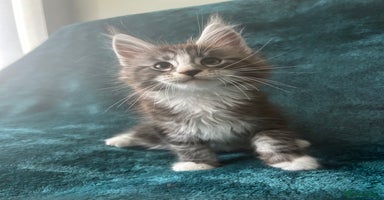 Maine Coon cats - Advert 7