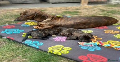Dachshund dogs - Advert 1