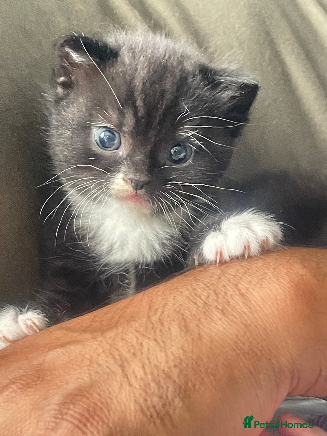 Mixed Breed cats for sale: Cutest Scottish Fold and BSH kittens  - Image 11