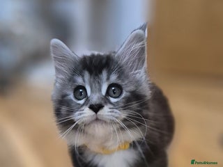 Maine Coon cats 🎀 Outstanding GCCF Pedigree Maine Coon Kitten 🎄 - Advert 4