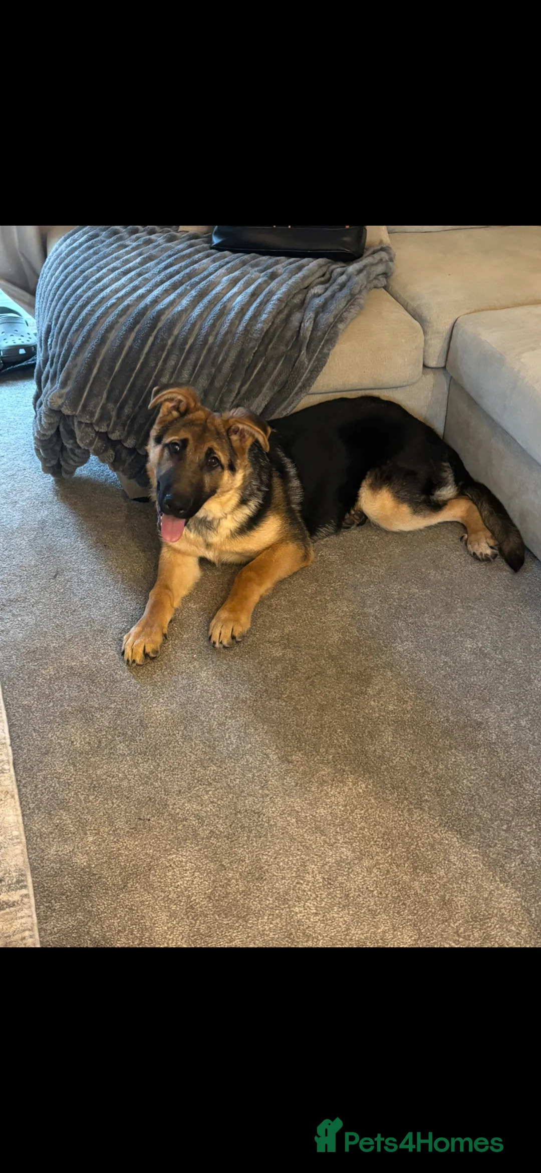 German Shepherd dogs for sale: 28 week old German shepherd  in Preston - Advert 2