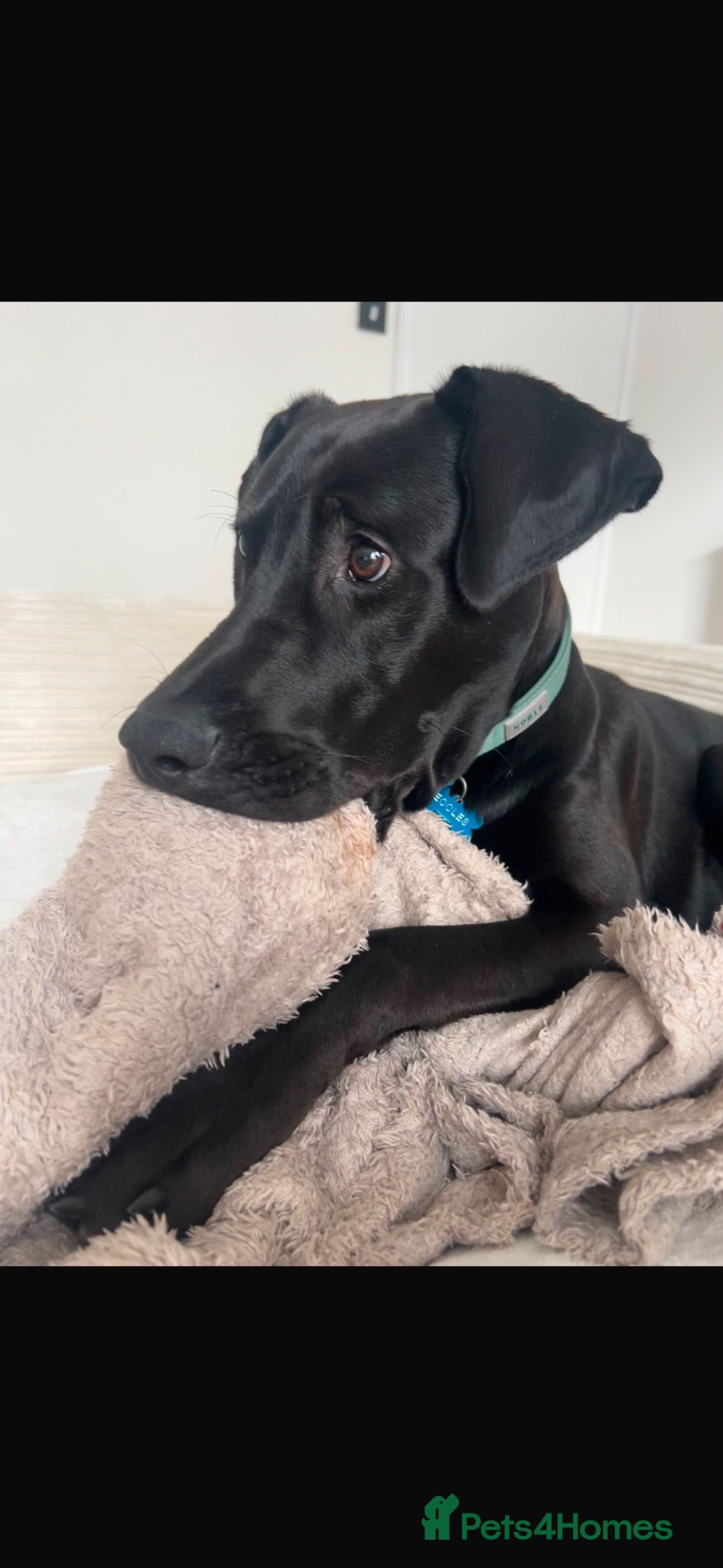 Mixed Breed dogs Benji  - Advert 3
